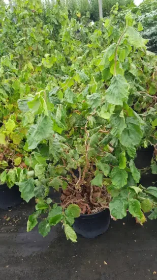 Noisetier tortueux nain 'Jww9' (Corylus avellana) — arbuste tortueux au feuillage dense en pot · Pot 8L Touffe
