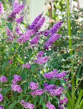 Arbre aux papillons violet