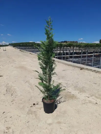 Cyprès de Leyland (Cupressocyparis leylandii) — conifère élancé en pot sur terrain sablonneux · Pot 15L