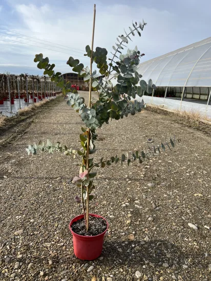 Eucalyptus 'Silver dollar' — Pot 4L