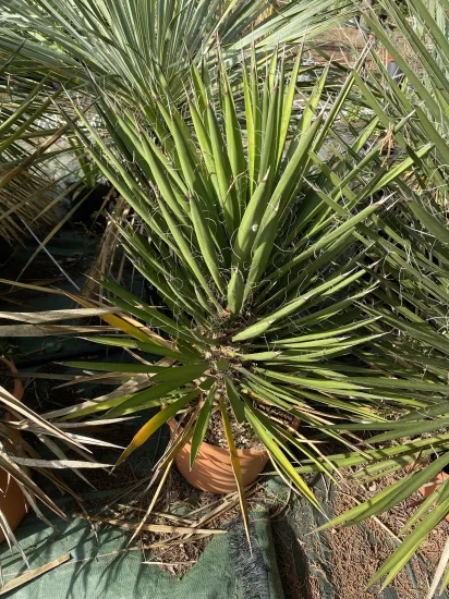Palmier de Saint-Pierre — Pot 30L