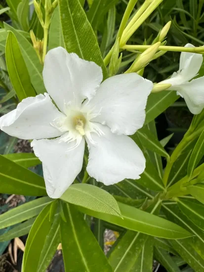 Laurier rose 'Album maximum' (Nerium oleander) — photo 3