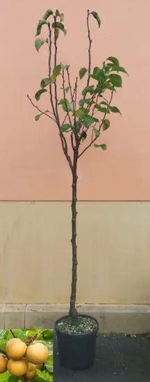 Poirier 'Nashi' (Pyrus pyrifolia) — jeune arbre au tronc droit contre mur uni · Pot 10L Tige