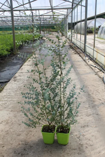 Eucalyptus à feuilles rondes 'Azura' — Pot 8L