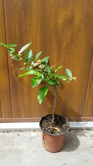 Kumquattier rond 'Hindsii' (Citrus fortunella) — jeune arbuste en pot avec petites fleurs blanches · Pot 1.5L Tige