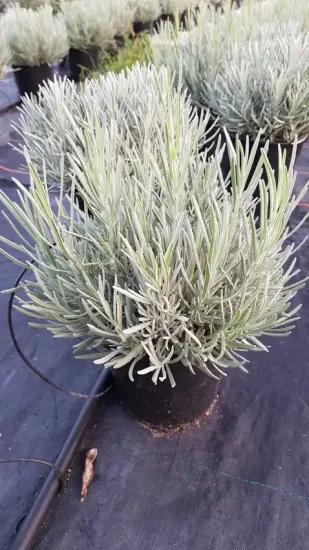 Lavandin 'Dutch lavander' (Lavandula intermedia) — touffe dense de feuillage linéaire en pot · Pot 3L Touffe