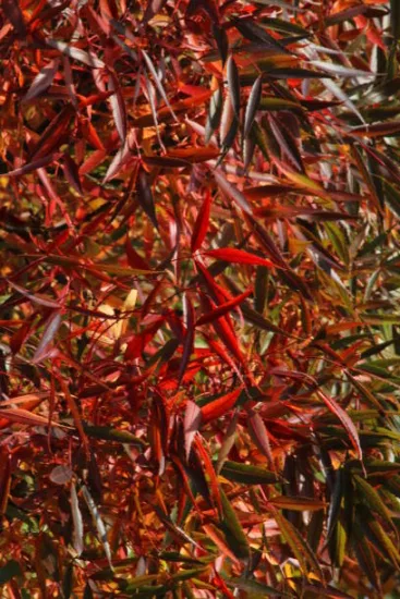 Frêne à feuilles étroites 'Raywood'
