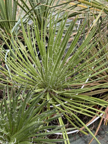 Agave geminiflora — Pot 2.5L