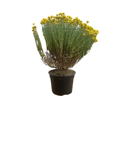Plante curry (Helicrysum italicum) — photo 2