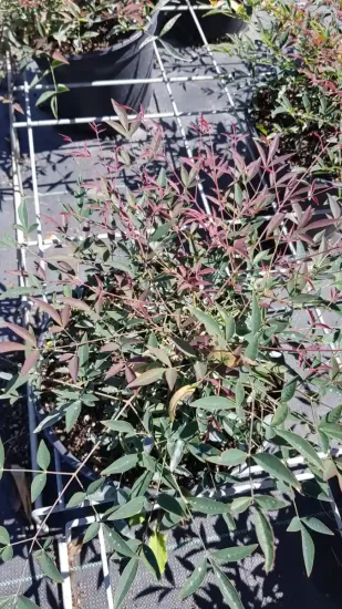 Bambou sacré 'Flirt murasaki' (Nandina domestica) — arbuste dense aux feuilles vertes et rouges en pot · Pot 3L Touffe