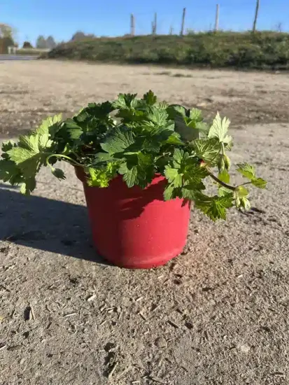 Pélargonium 'Rozane' — Pot 4L