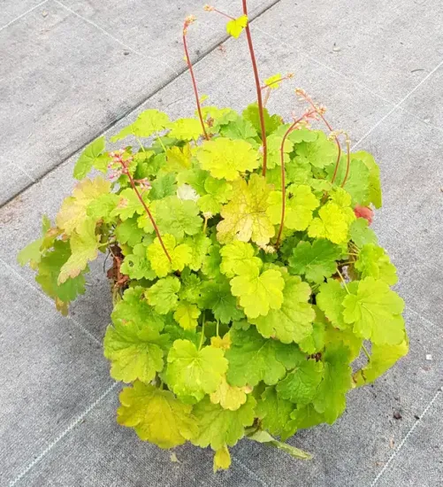 Heuchères 'Sweet tart®' — Pot 3L