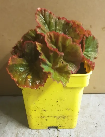 Bégonia parfumée 'Pink delight' — Godet