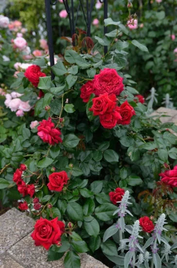 Rosier 'Republique de montmartre '