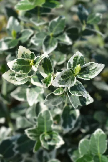 Fusain de fortune 'Emerald gaiety'