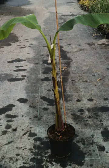 Bananier du Japon (Musa) — grand plant vert tuteuré en pot noir · Pot 6L