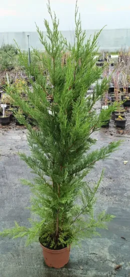 Cyprès de Leyland (Cupressocyparis leylandii) — conifère vert dressé en pot de pépinière · Pot 6L