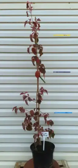Érable à peau de serpent 'Red flamingo' (Acer conspicuum) — jeune arbre élancé en pot noir de pépinière · Pot 8L Touffe