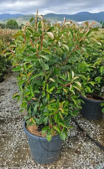 Photinia 'Red light' (Photinia fraseri) — arbuste dense en pot de pépinière · Pot 20L