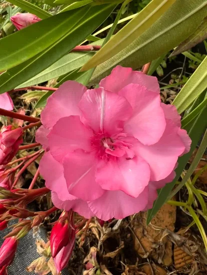 Laurier rose 'Splendens gigantea' (Nerium oleander) — photo 3