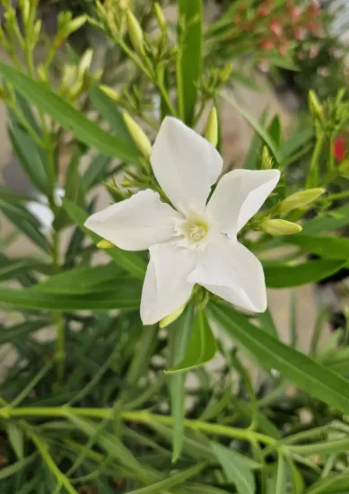 Laurier rose 'soeur Agnés'