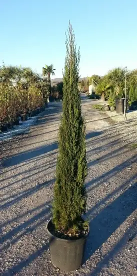 Cyprès d'italie 'Pyramidalis' (Cupressus sempervirens) — conifère élancé en pot sur allée de pépinière · Pot 15L