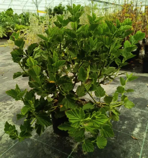 Géranium au parfum de camphre ' '