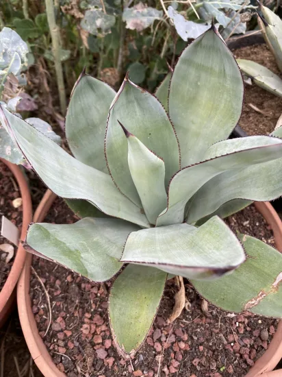 Agave celsii nova — Pot 5L