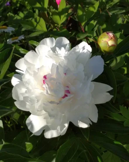 Pivoine 'Noemie demay blanc