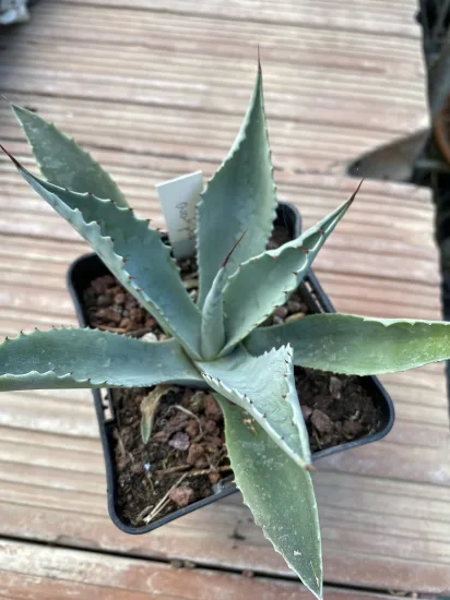 Agave à feuilles ovales (Agave ovatifolia) — Pot 1L