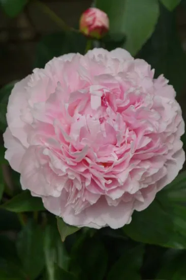 Pivoine 'Catharina fontyn rose tendre' (Paeonia lactiflora)