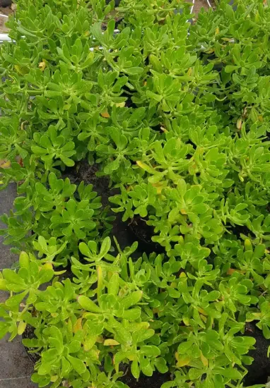 Orpin élevé (Sedum praealtum) — feuillage vert dense de plante succulente en pot