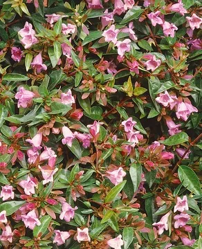 Abélia 'Edward goucher' (Abelia) — abondantes petites fleurs roses parmi le feuillage