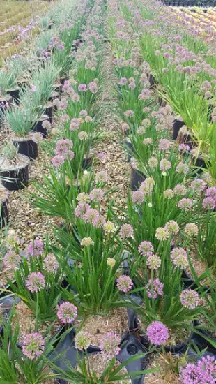 Ail — Pot 3L Touffe