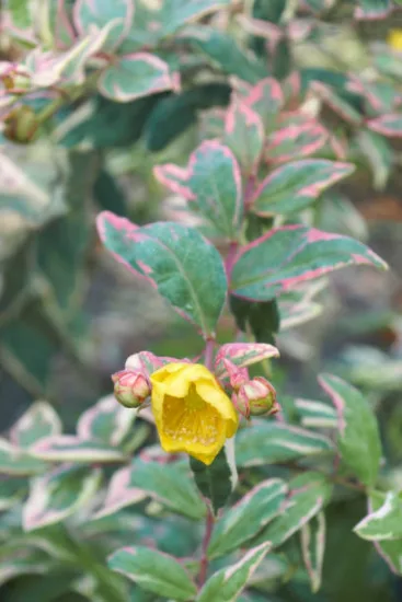 Millepertuis 'Tricolor'