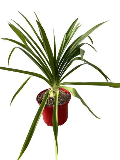 Agapanthe 'Enigma'