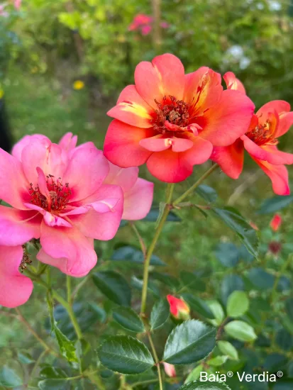 Rosier 'Baia '