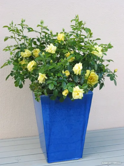 Rosier 'Suneva jaune '