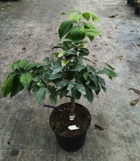 Pomelos 'Rose' — Pot 5L Tige