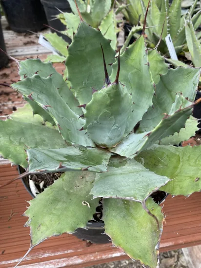 Agave 'Vereschaffeltii' (Agave potatorum) — Pot 5L