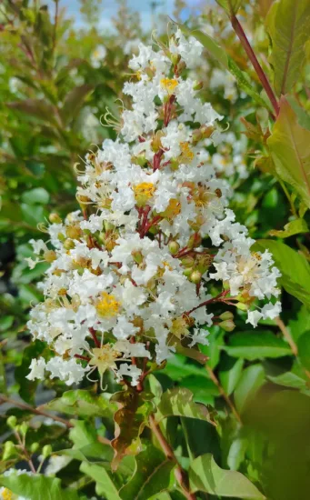 Lilas des indes 'Natchez'