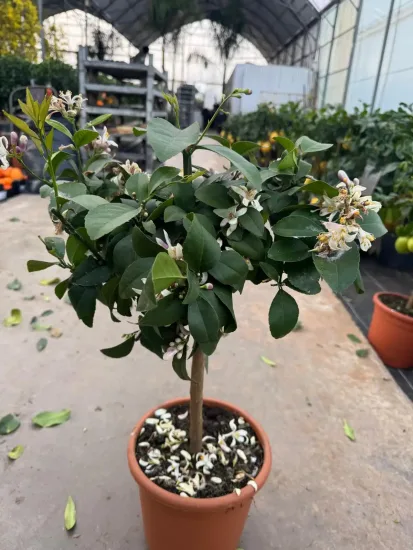 Citronnier meyer — Pot 5L Tige