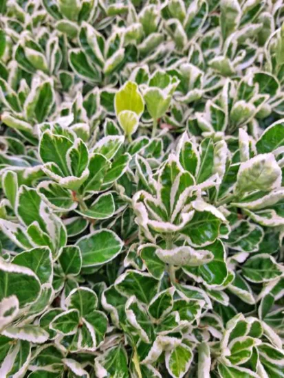 Fusain du japon 'Micro albomarginatus'