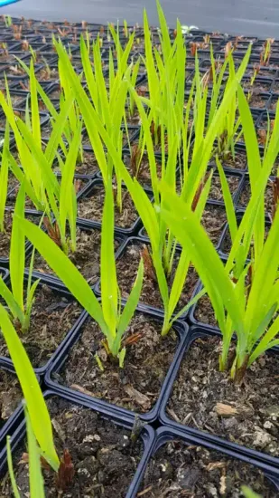 Crocosmia 'Orange' (Croscosmia crocosmiiflora) — jeunes pousses vertes en petits godets noirs · Godet