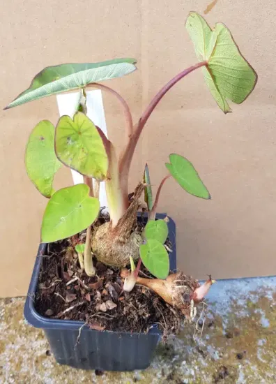 Oreille d'éléphant à tige rose 'Pink china' (Colocasia esculenta) — jeune plant à grandes feuilles vertes en pot · Godet