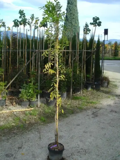 Glycine du japon (Wisteria floribunda) — jeune plant tuteuré dans une pépinière extérieure · Pot 3L