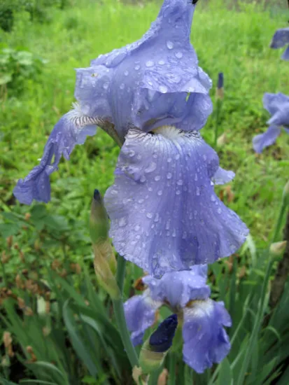 Iris 'Bel azur bleu'
