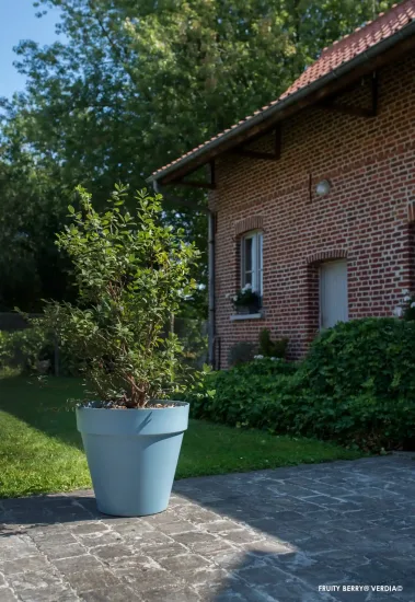 Chèvrefeuille bleu 'Fruity berry'