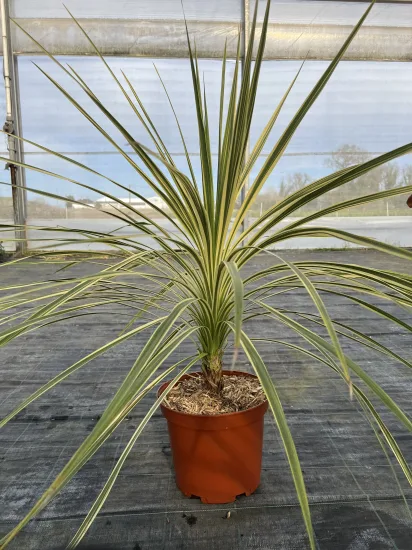 Cordyline 'Lime passion' — Pot C7.5L