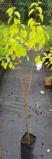 Bois de sainte lucie 'Mahaleb' (Prunus) — jeune arbuste élancé au feuillage clair en pépinière · Pot 2L